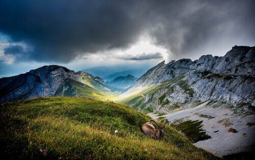 ibexatmtpilatus.jpeg