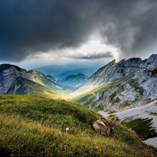 ibexatmtpilatus