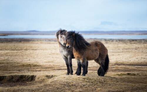 icelandichorse.jpeg