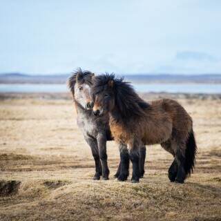 icelandichorse