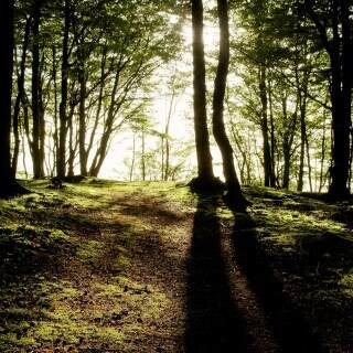 intothelight