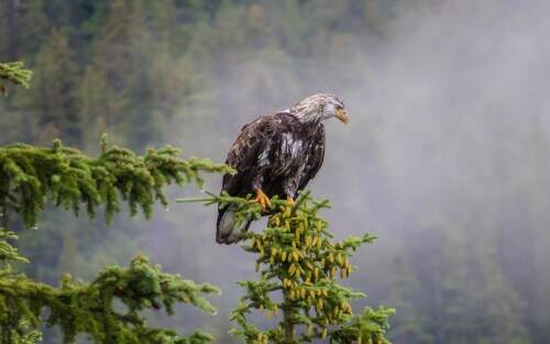 jasperbaldeagle.jpeg
