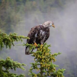 jasperbaldeagle