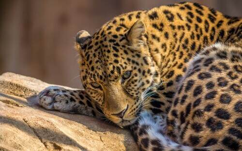 leopard.jpeg