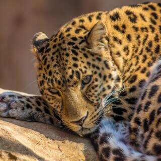 leopard
