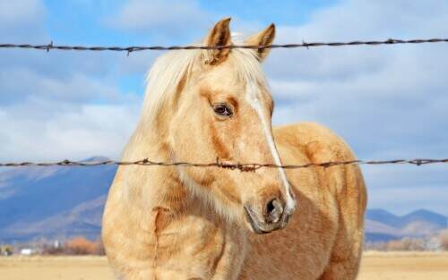 midwayhorse.jpeg