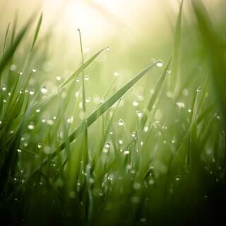 morningdew