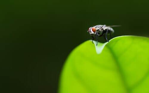 photogenicfly.jpeg