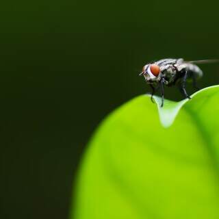 photogenicfly