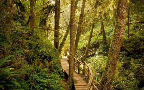 rainforesttrail.jpeg