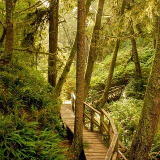 rainforesttrail