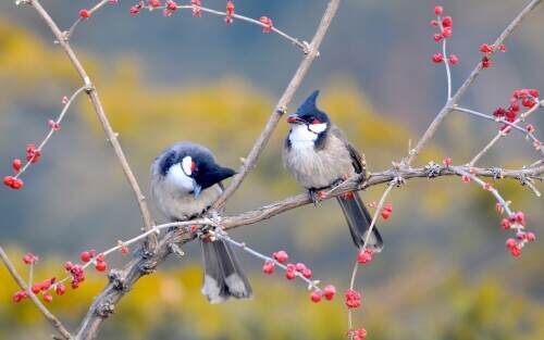 redwhiskeredbulbuls.jpeg