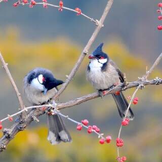 redwhiskeredbulbuls