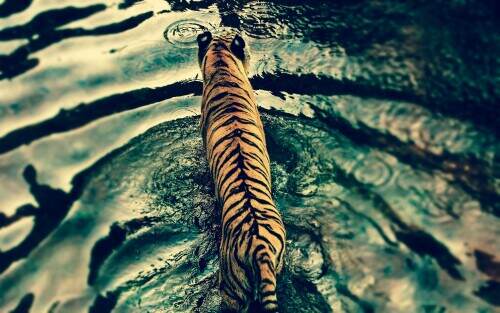 ripples.jpeg