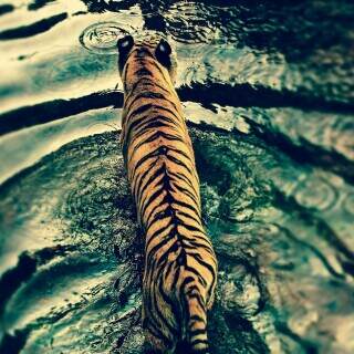 ripples