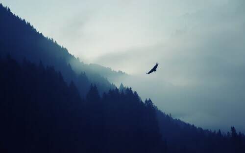 theeagle.jpeg