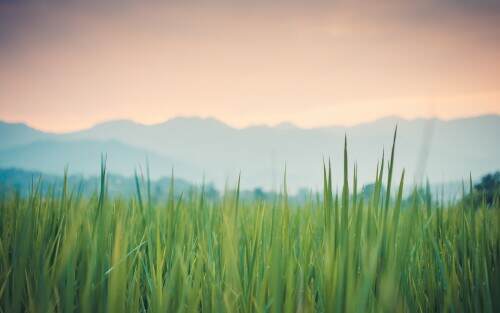 thegreenergrass.jpeg
