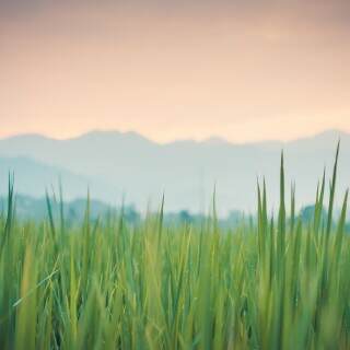 thegreenergrass