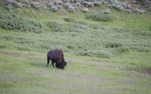 yellowstonebison.jpeg