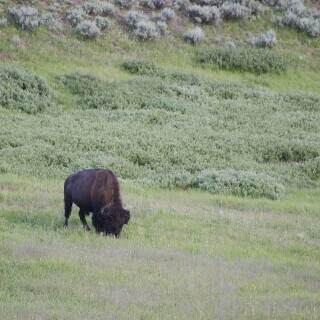 yellowstonebison